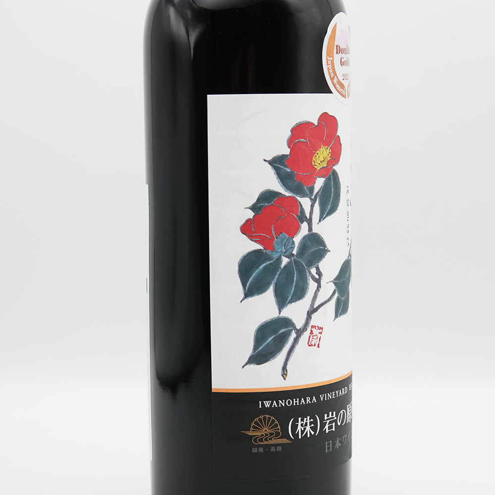 128 多弁系 ワインレッド ブラックエッジ dd 開花 クリスマスローズ