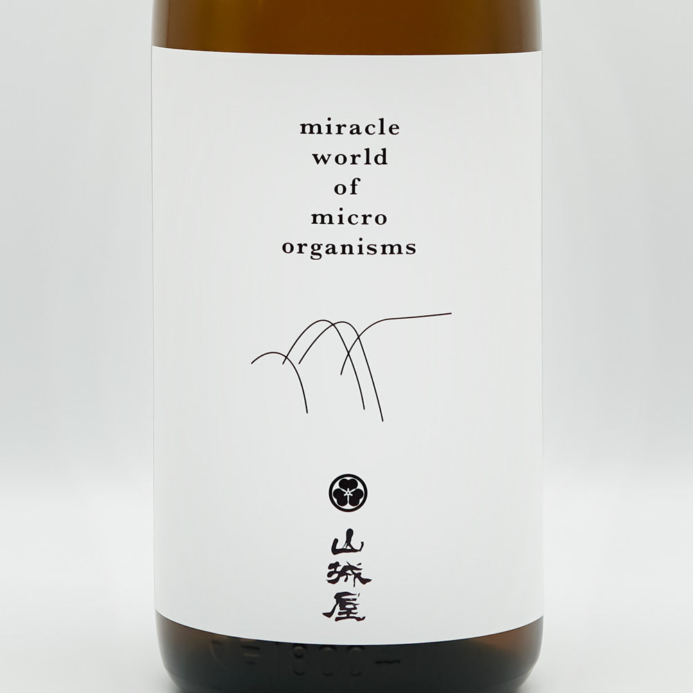 最終値下げ品　山採りシロヤシオ 9/1出品白1 鉢上からH100cm W70cm 日本酒通販】山城屋 Standard class 720ml/1800ml - いそべ酒店